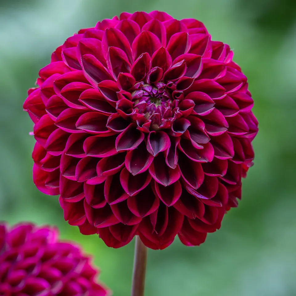 Sarah Raven Bulbs Dahlie King's Blood Dahlienknolle 1 Knolle dunkelrot