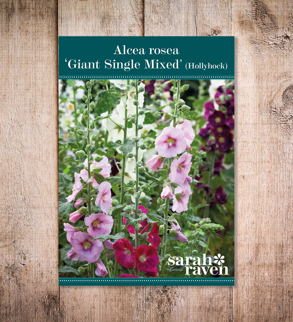 Sarah Raven Alcea Giant Single Mixed Samen 50 Stück