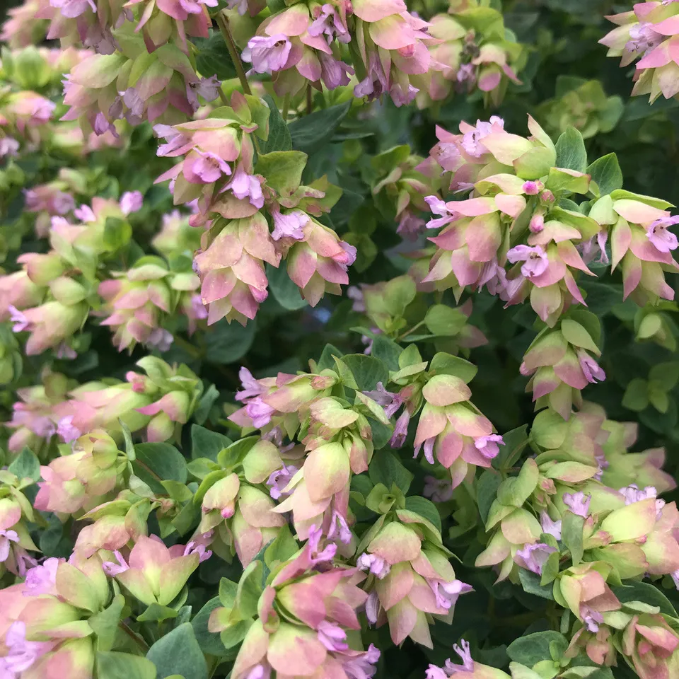 Sarah Raven Plants Origanum Kent Beauty Pflanze 3x9cm rosa-grün