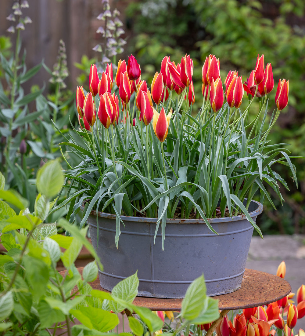 Sarah Raven Bulbs Tulpe Taco Zwiebeln 10 Zwiebeln Orange Mehrjährig