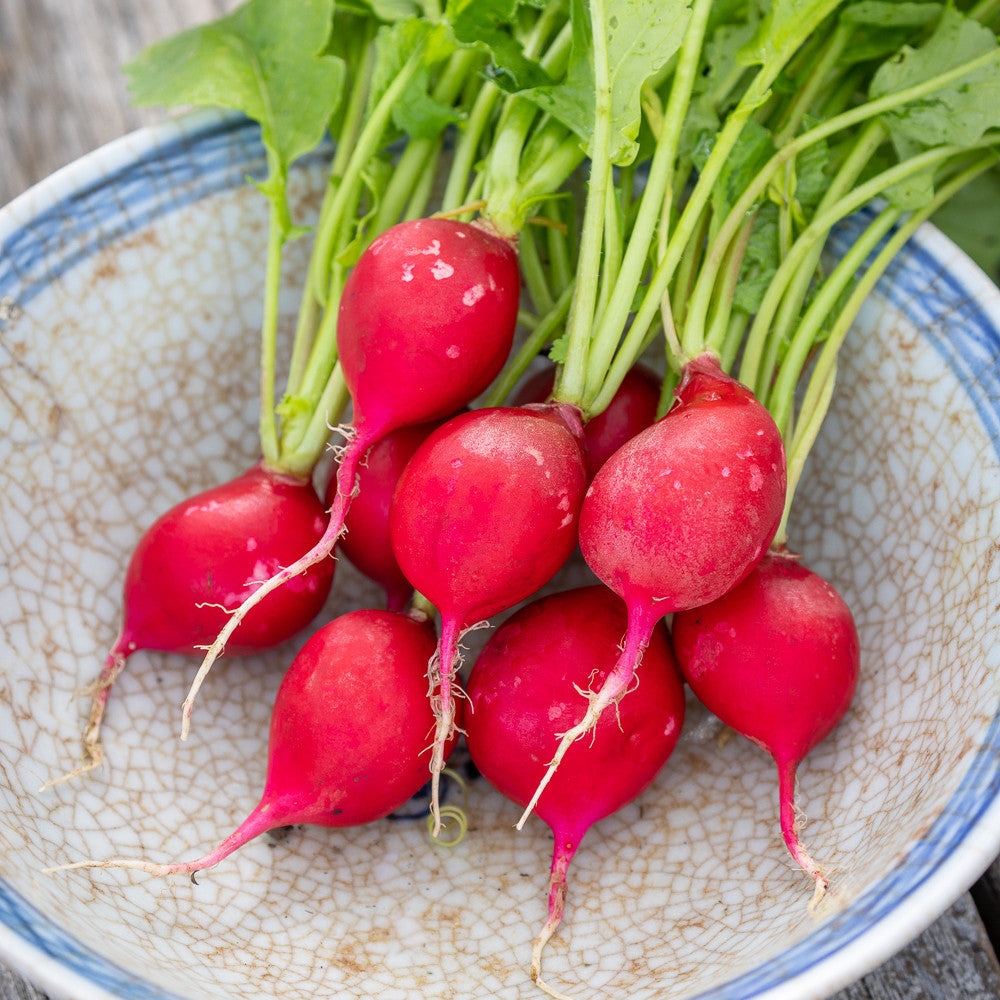 Sarah Raven Radish Scarlet Globe Radieschensamen 500 Samen scharf