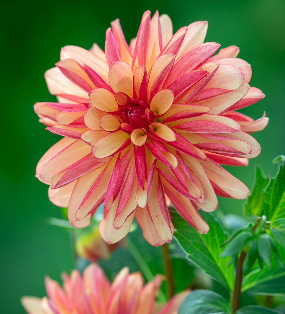 Sarah Raven Bulbs Dahlie Crazy Legs Blumenzwiebeln 1 Knolle