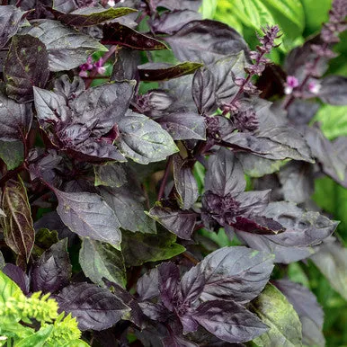 Sarah Raven Seeds Basilikum Red Rubin Samen 300 Stück rot