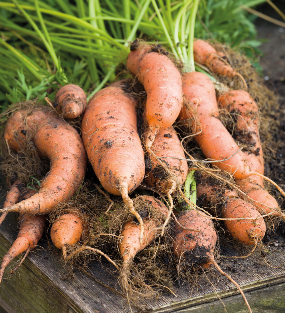 Sarah Raven Seeds Karotte Nantes 5 Samen 500 Samen Bio