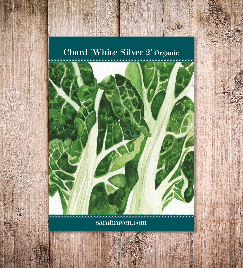 Sarah Raven Seeds Mangold White Silver 2 Samen 175 Bio-Stiele