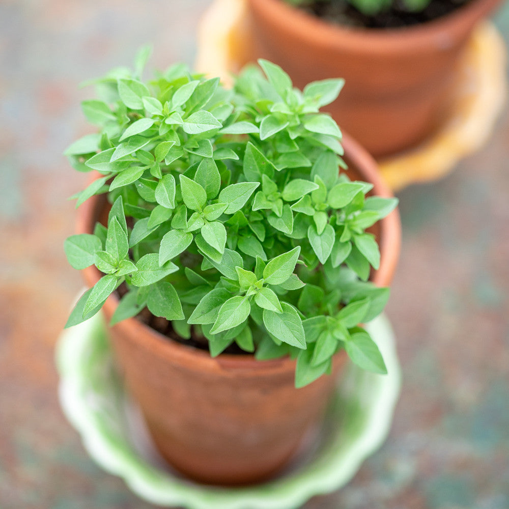 Sarah Raven Seeds Basil Greek Samen 50 Samen für Topf