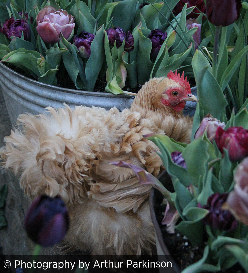 Sarah Raven Flower Yard Buch Arthur Parkinson signiert Töpfe
