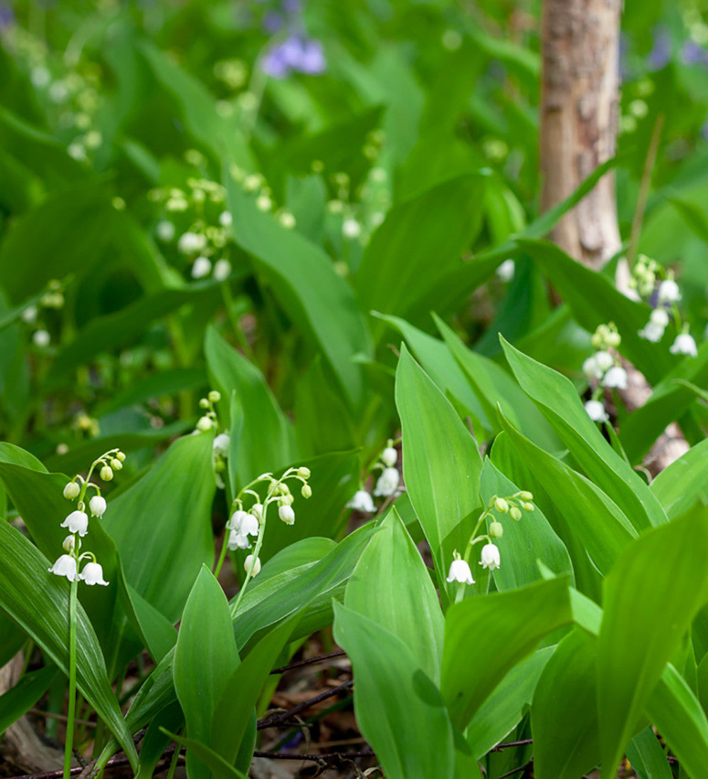 Sarah Raven Bulbs Convallaria majalis Blumenzwiebeln 20 Pips Duftsorte