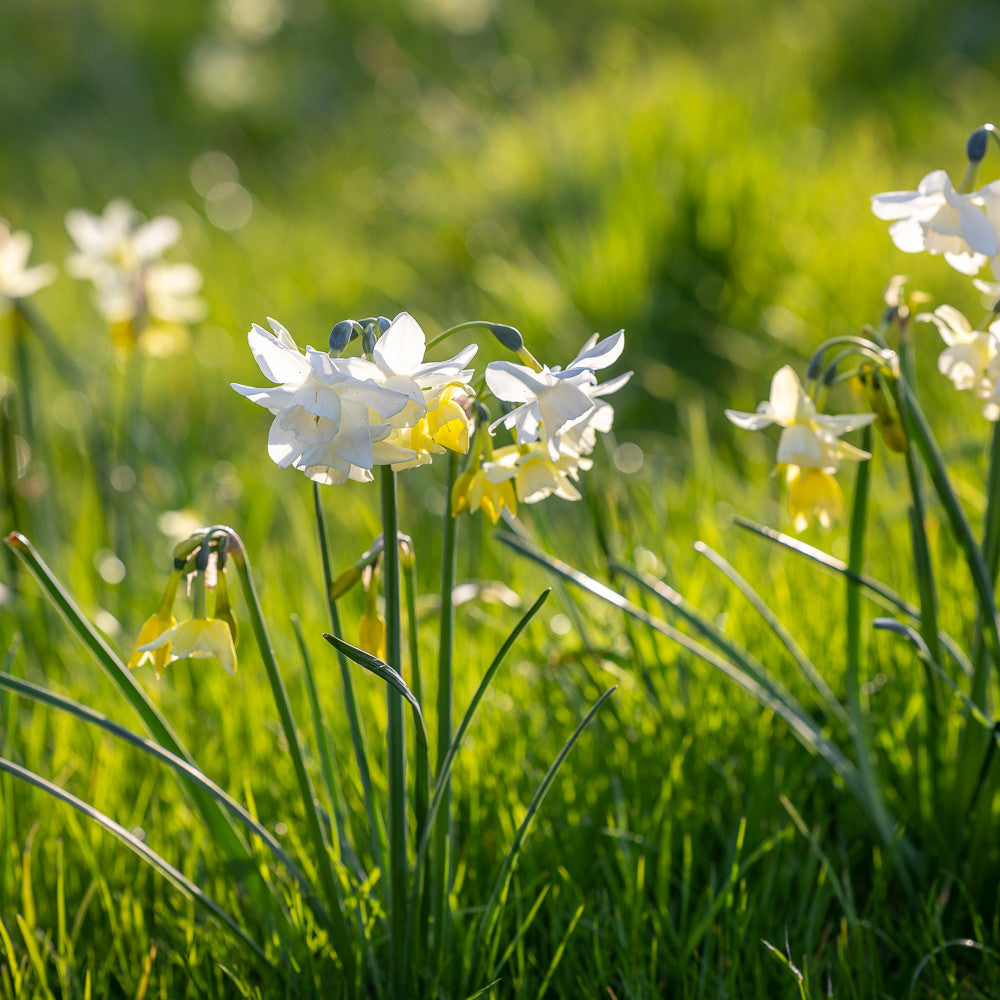 Sarah Raven Bulbs Narcissus Starlight Sensation 10 Zwiebeln weiß