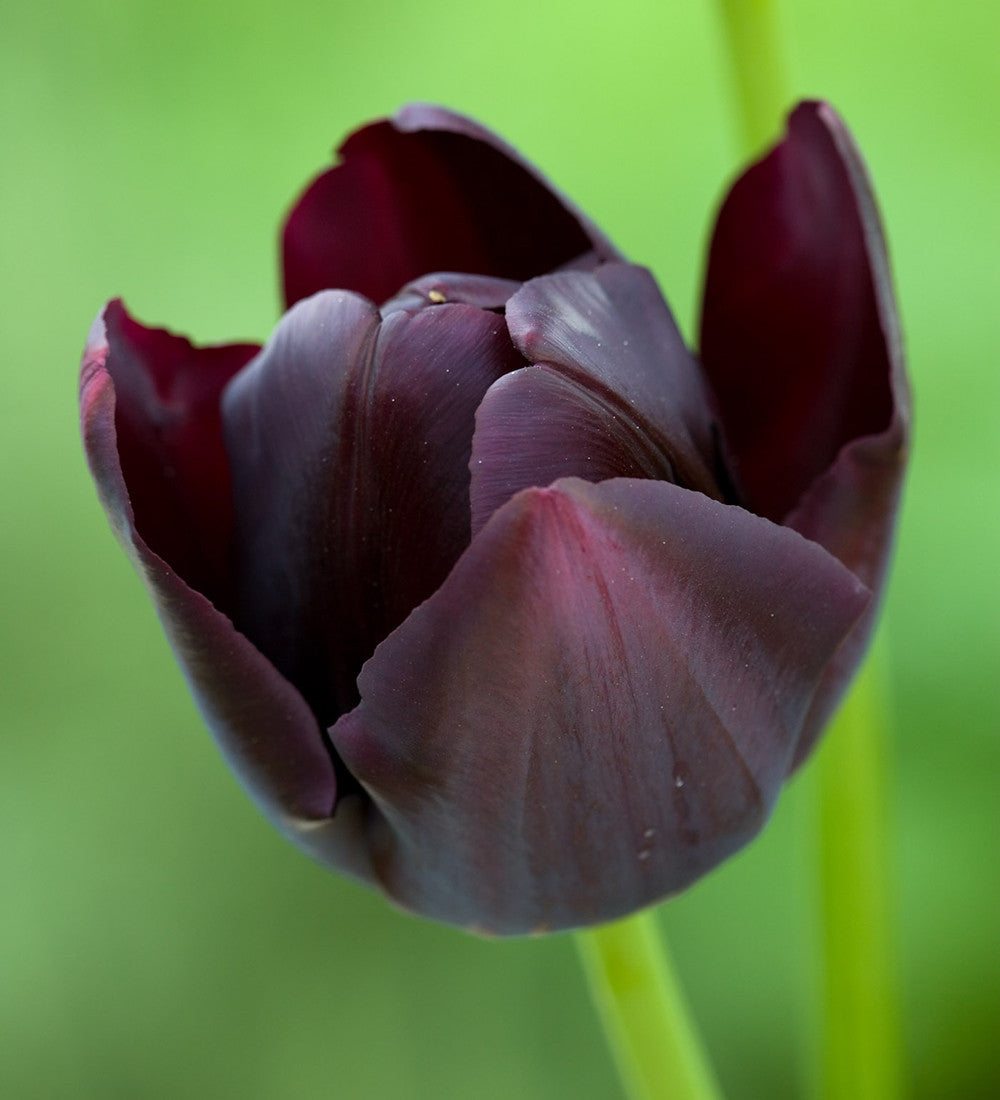 Sarah Raven Bulbs Tulpe Queen of Night 10 Tulpenzwiebeln schwarz