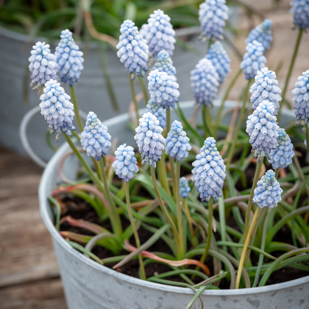 Sarah Raven Bulbs Traubenhyazinthe Valerie Finnis Zwiebeln 25 Stk