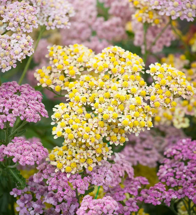 Sarah Raven Plants Achillea millefolium Summer Pastels Samen 50 Stück
