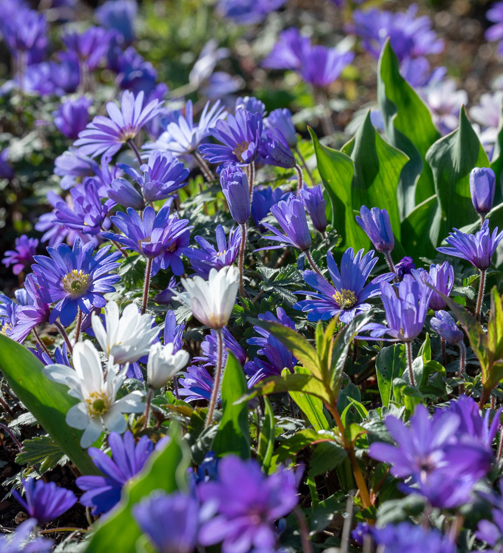 Sarah Raven Bulbs Anemone Blue Shades Blumenzwiebeln 20 Knollen