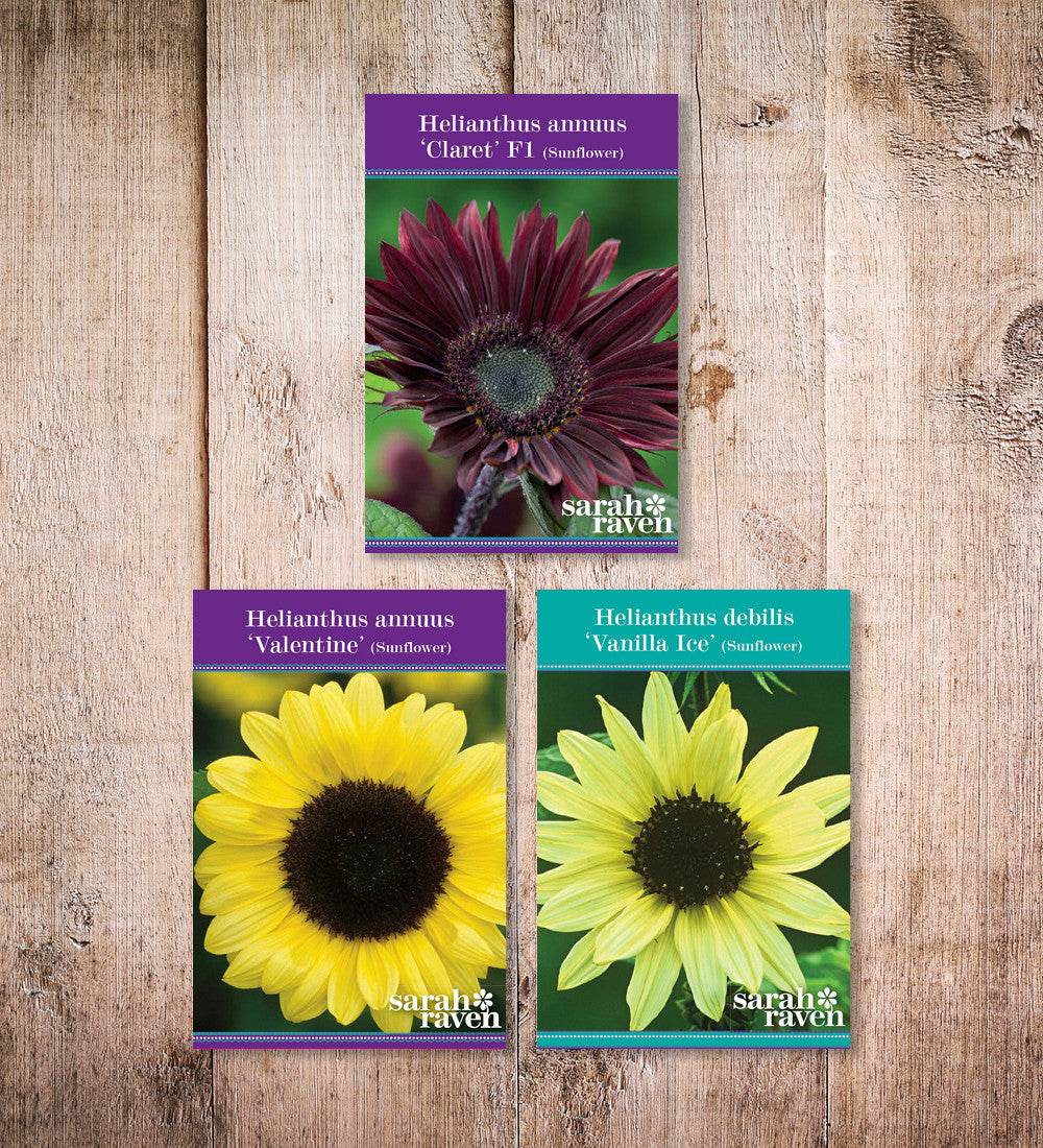 Sarah Raven Sonnenblumen Samen Kollektion 3 Tüten