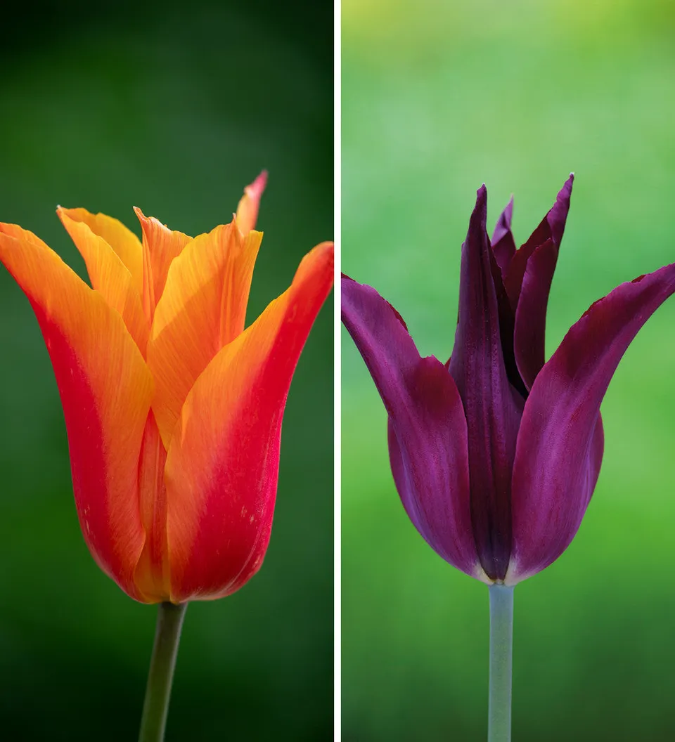 Sarah Raven Bulbs Tulpen Sarah Raven Ballerina 30 Zwiebeln