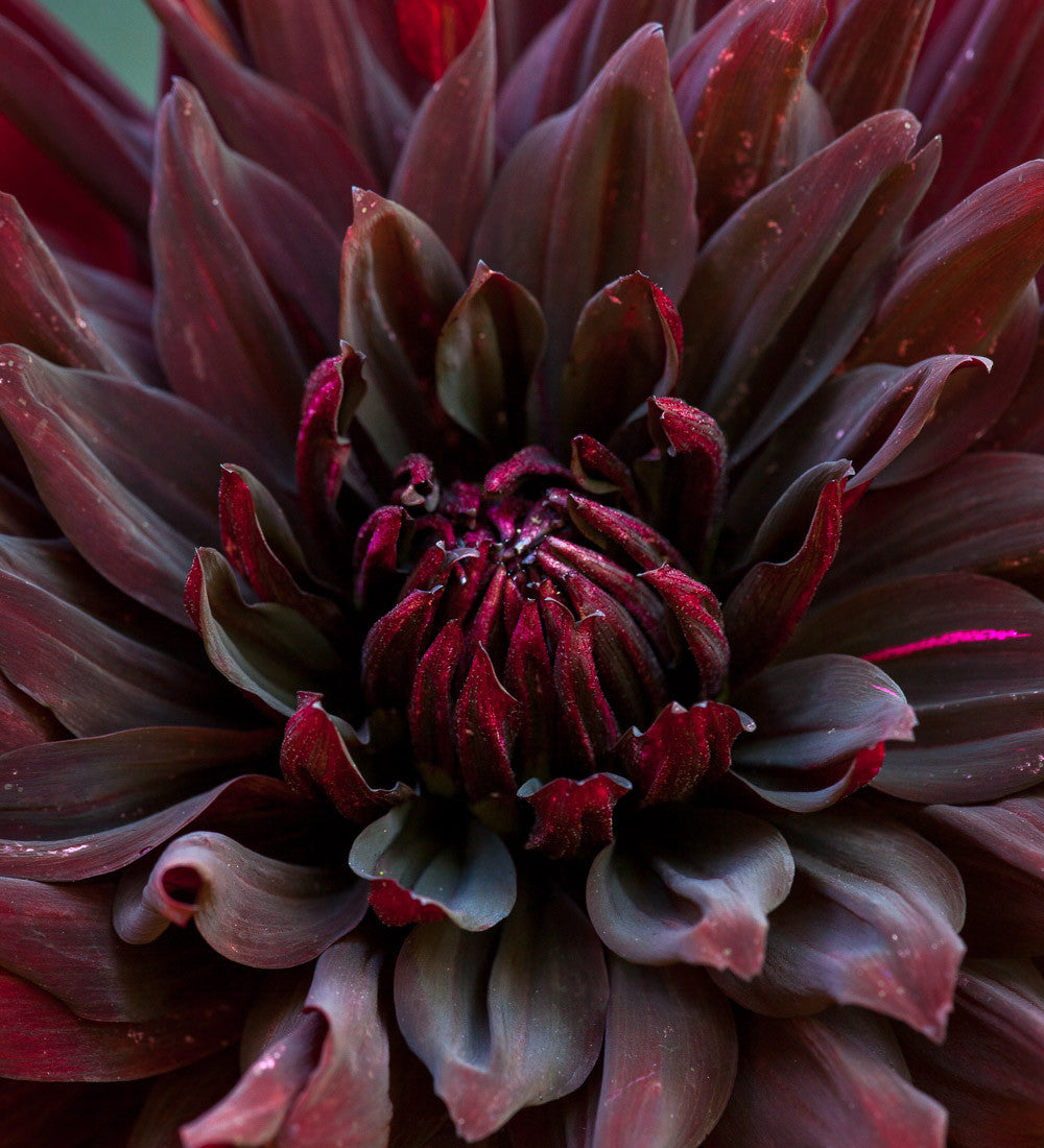 Sarah Raven Dahlia Black Jack Dahlienknolle 1 Stück dunkel