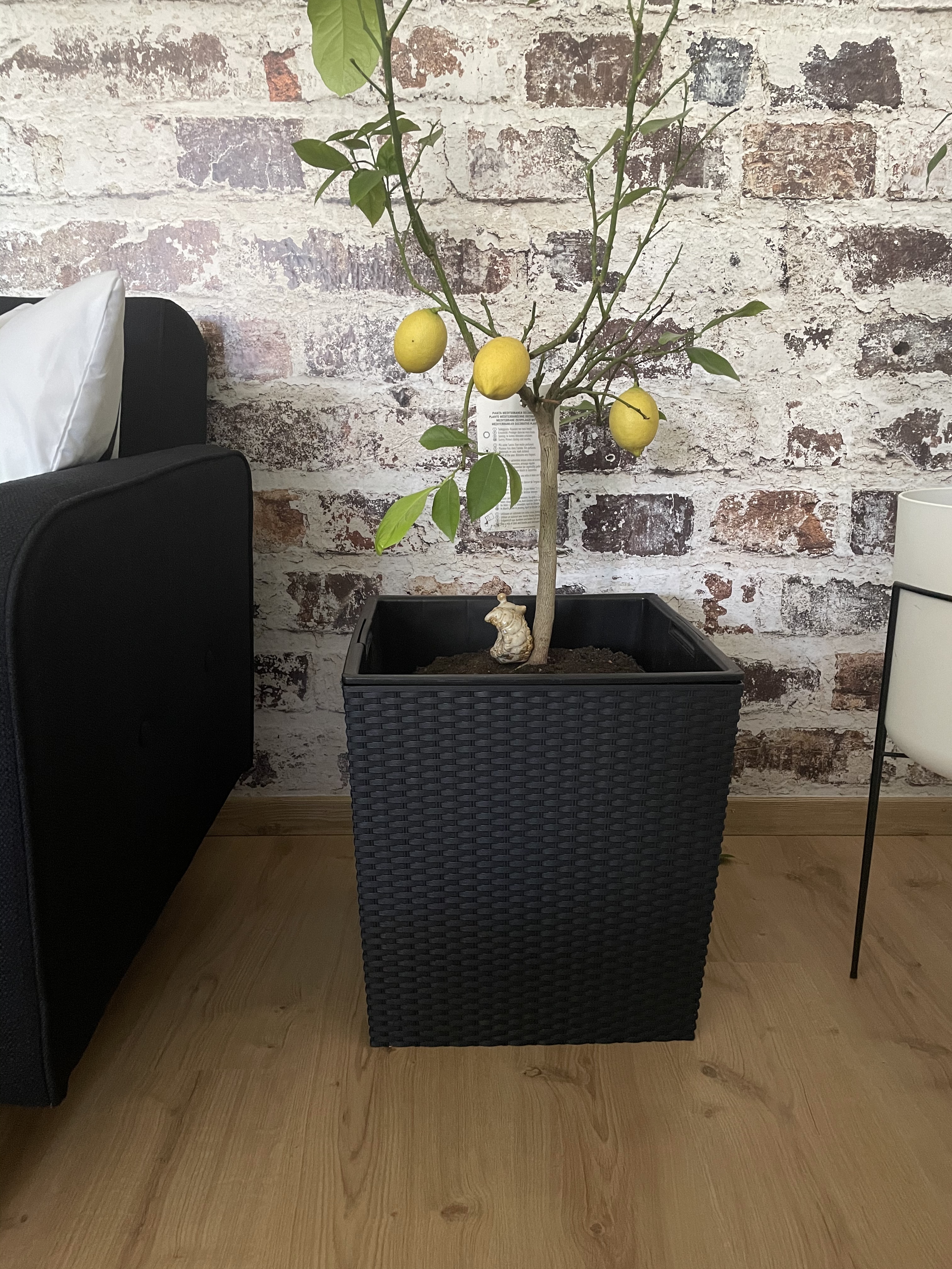 Prosperplast Rato Blumentopf anthrazit 40cm eckig mit Einsatz