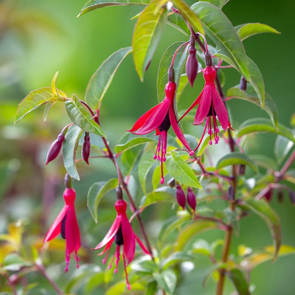 Sarah Raven Plants Fuchsia Dying Embers Pflanze 2-Liter Dauerblüher