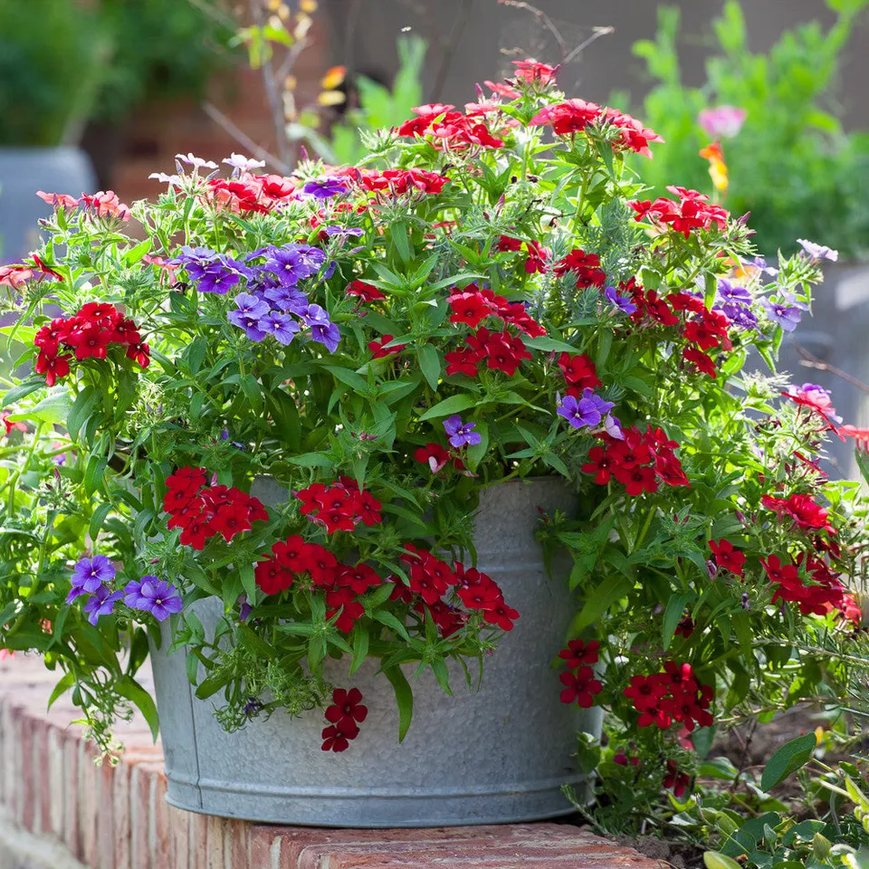 Sarah Raven Gardening Zink Pflanztopf groß 39cm für Balkon