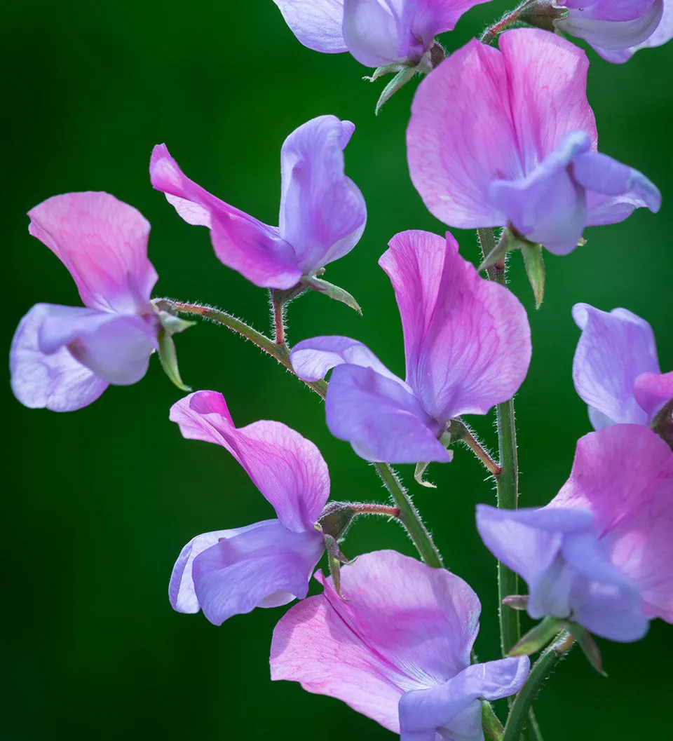 Sarah Raven Sweet Pea Erewhon Samen 20 Stück duftend