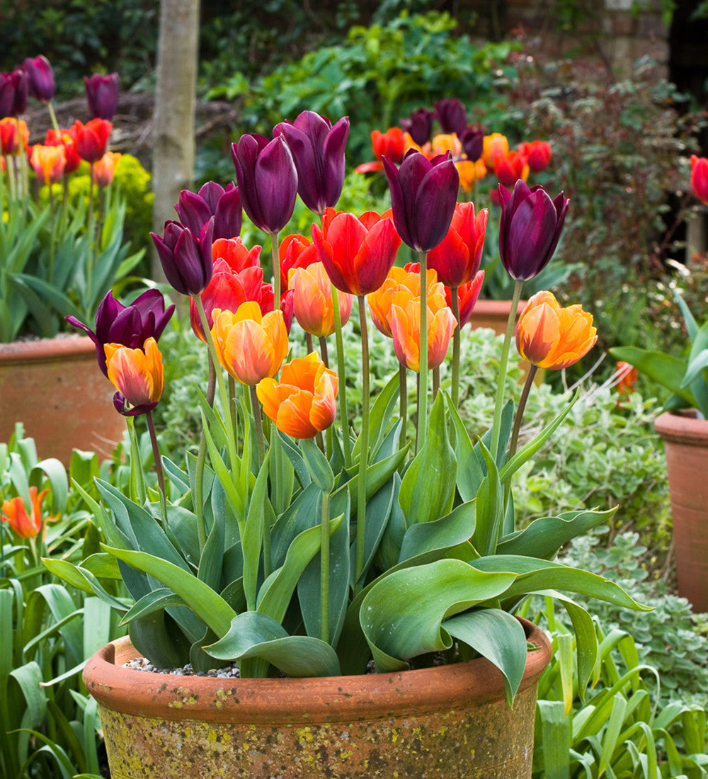 Sarah Raven Venetian Tulip Collection Tulpenzwiebeln 30 Stück April-Mai