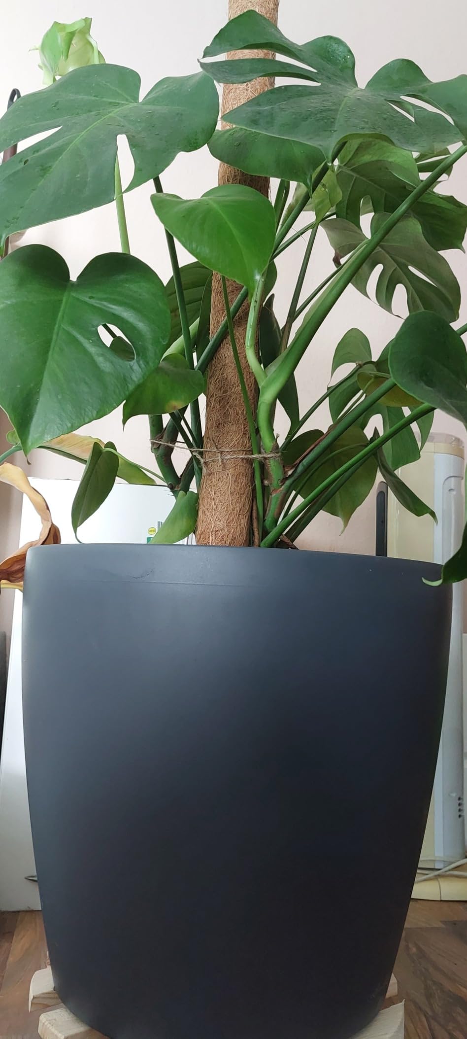 Lechuza Classico Color 43 Pflanztopf schiefergrau mit Bewässerung