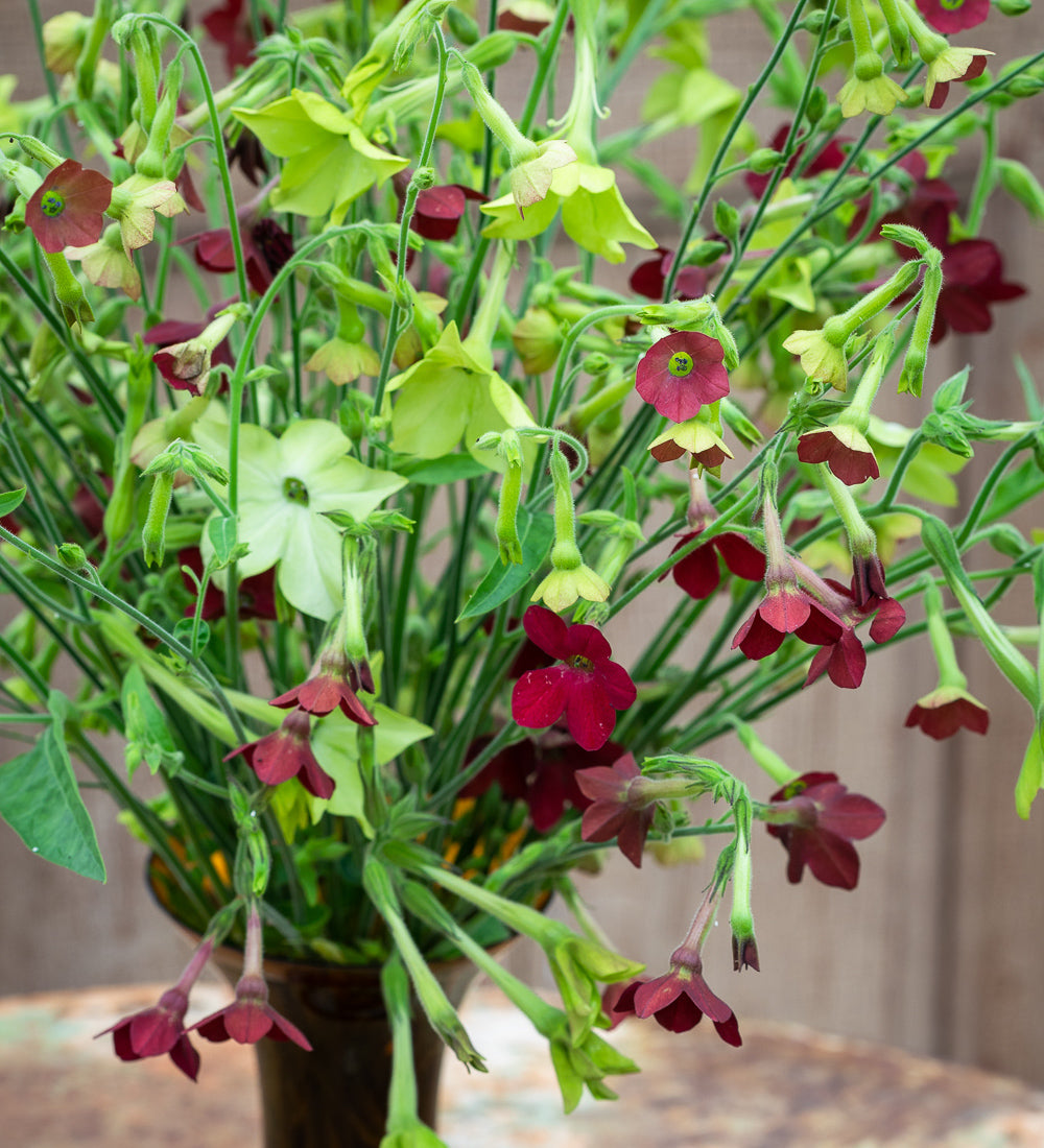 Sarah Raven Seeds Nicotiana Tinkerbell Ziertabak Samen 50 Samen Vase