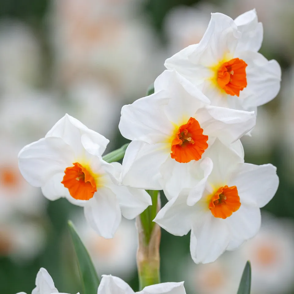 Sarah Raven Bulbs Narzisse Cragford Blumenzwiebeln 15 Stück duftend
