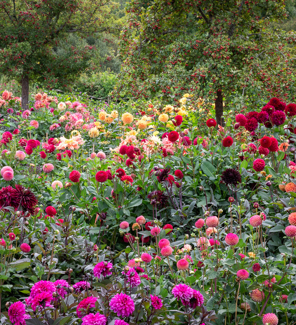 Sarah Raven Dahlien Kollektion Blumenzwiebeln 9 Knollen mix