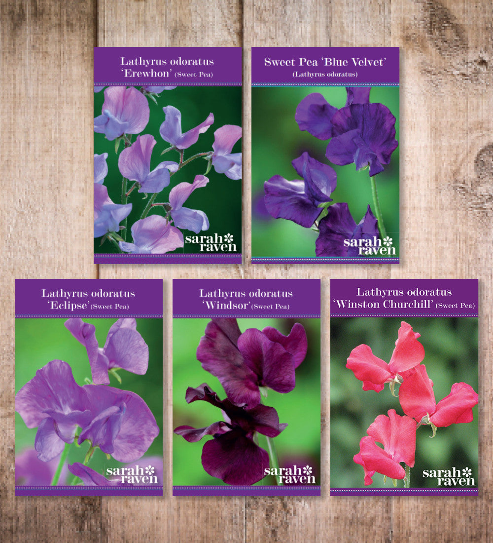 Sarah Raven Sweet Pea Collection Wicken 5 Samen