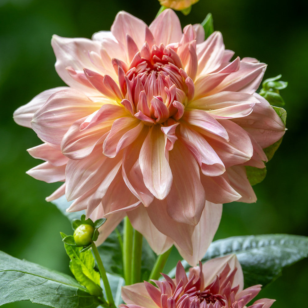 Sarah Raven Bulbs Dahlia Fairway Pilot Knolle 1 Stück rosa