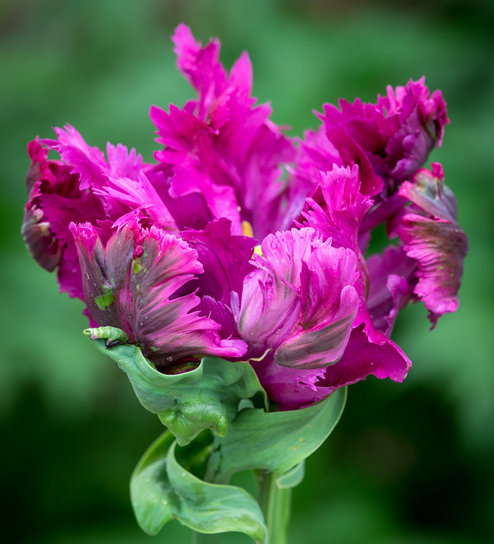 Sarah Raven Bulbs Boiled Sweet Tulpen Blumenzwiebeln 20 Stück