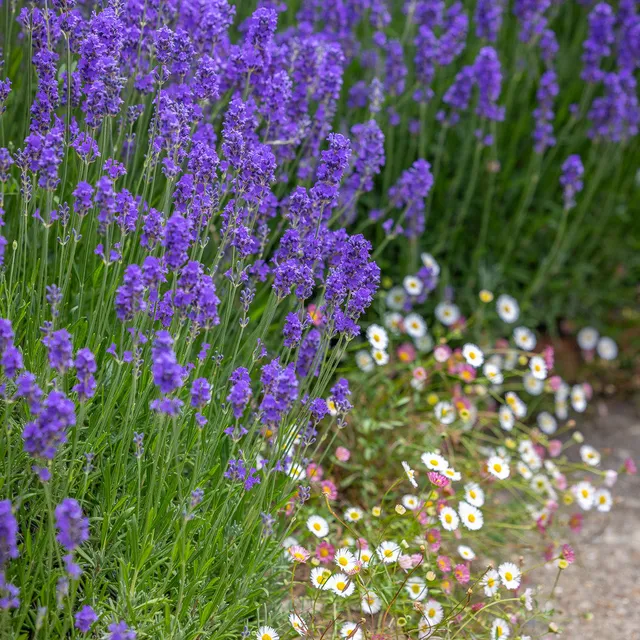 Sarah Raven Plants Lavender Daisies Collection 12x9cm trockenfest