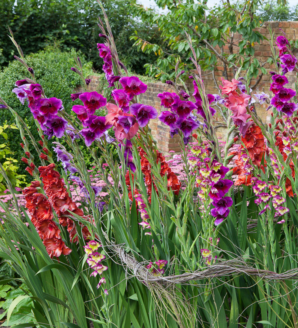 Sarah Raven Bulbs Jewel Gladioli Gladiolen 60 Knollen Mix