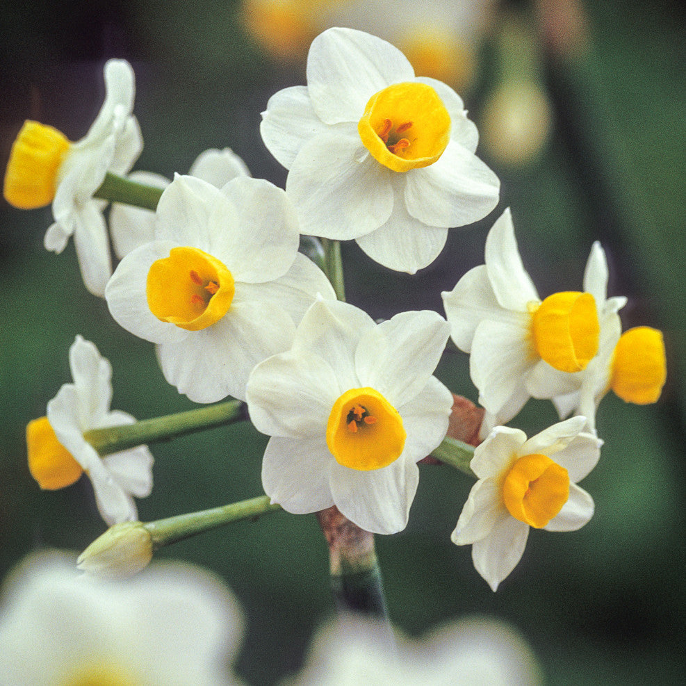 Sarah Raven Bulbs Narcissus Avalanche Blumenzwiebeln 15 Stück duftend