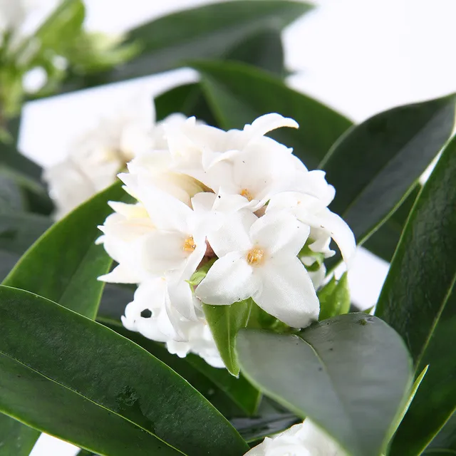 Sarah Raven Plants Daphne Perfume Princess White Strauch 2 Liter
