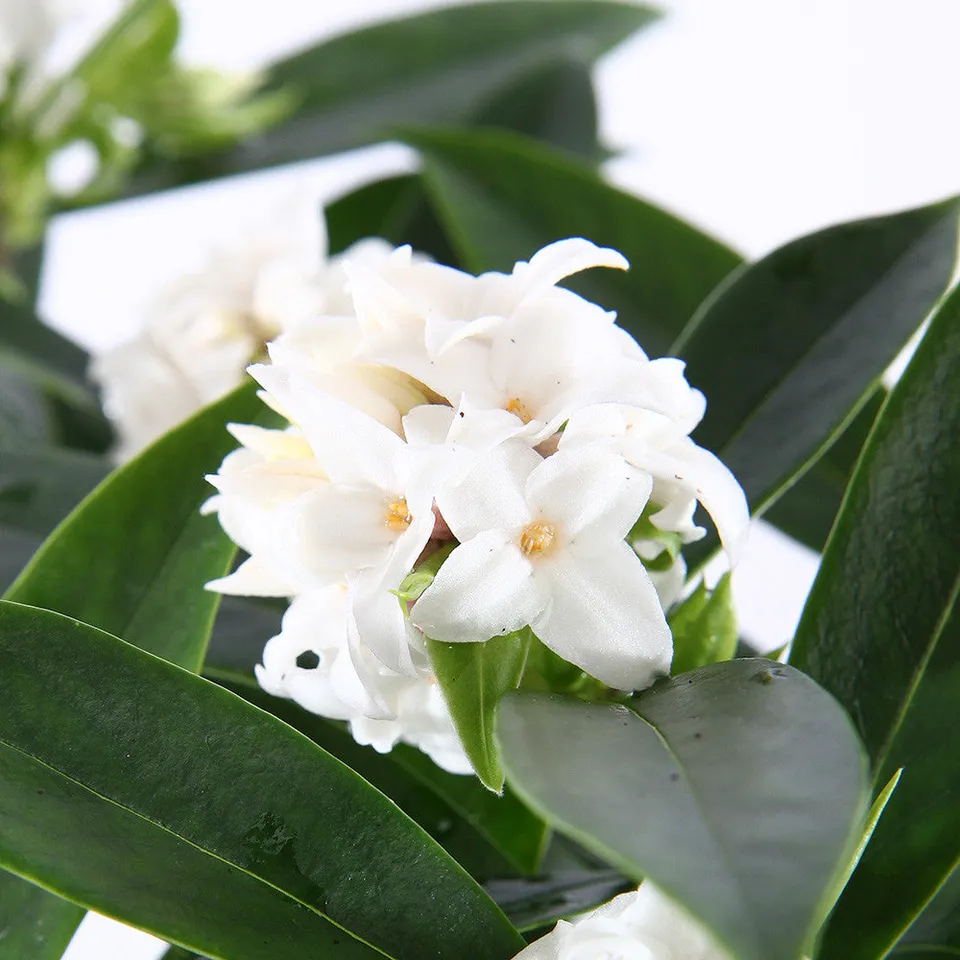 Sarah Raven Plants Daphne Perfume Princess White Strauch 2 Liter