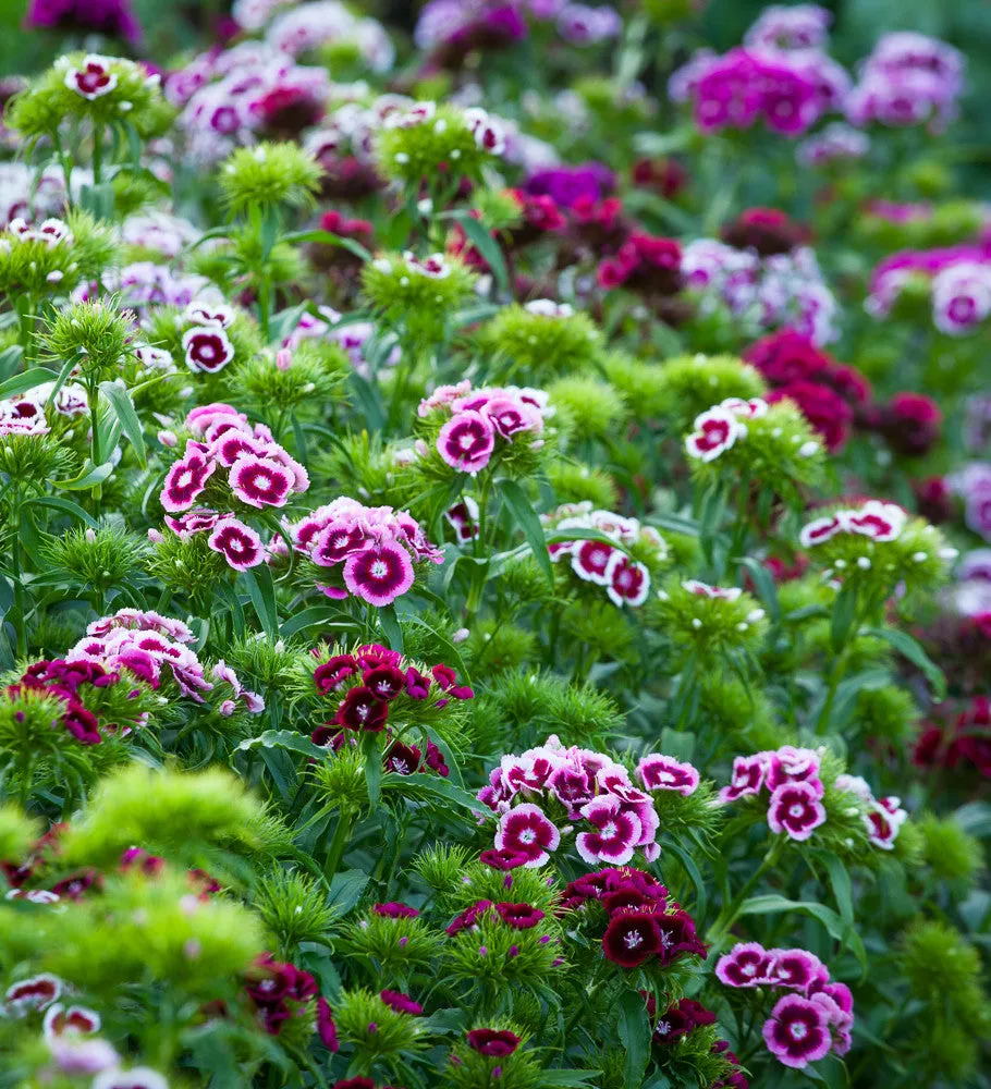 Sarah Raven Seeds Dianthus barbatus Electron Mix Bartnelkensamen 200 Samen