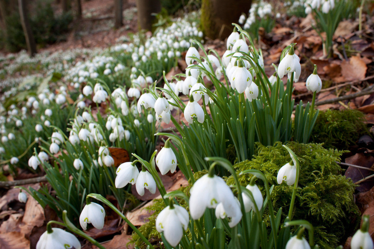Sarah Raven Bulbs Blumenzwiebeln Schatten 120 Stück naturalisierend
