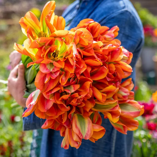 Sarah Raven Tulip Orange Marmalade Tulpenzwiebeln 10 Stück orange