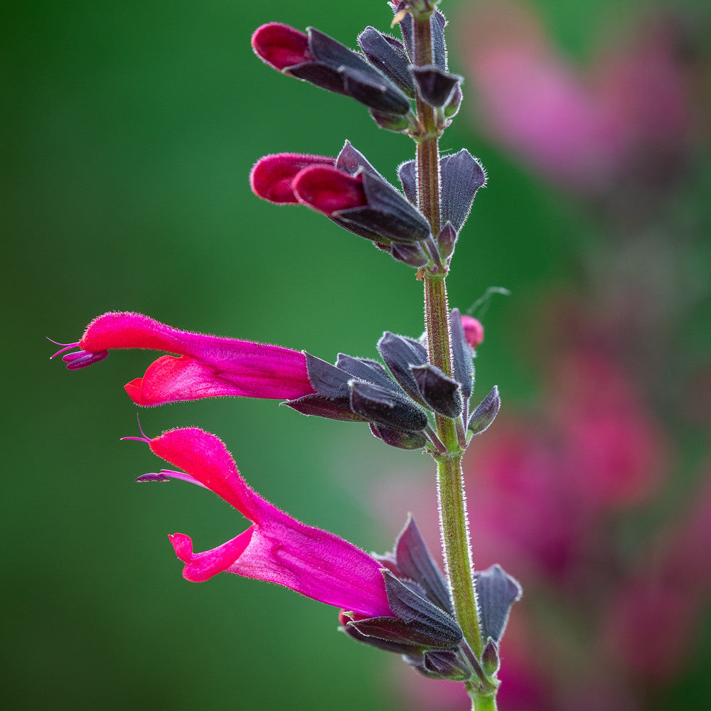 Sarah Raven Plants Salvia Amante Pflanze 3x9cm samtrot langblühend