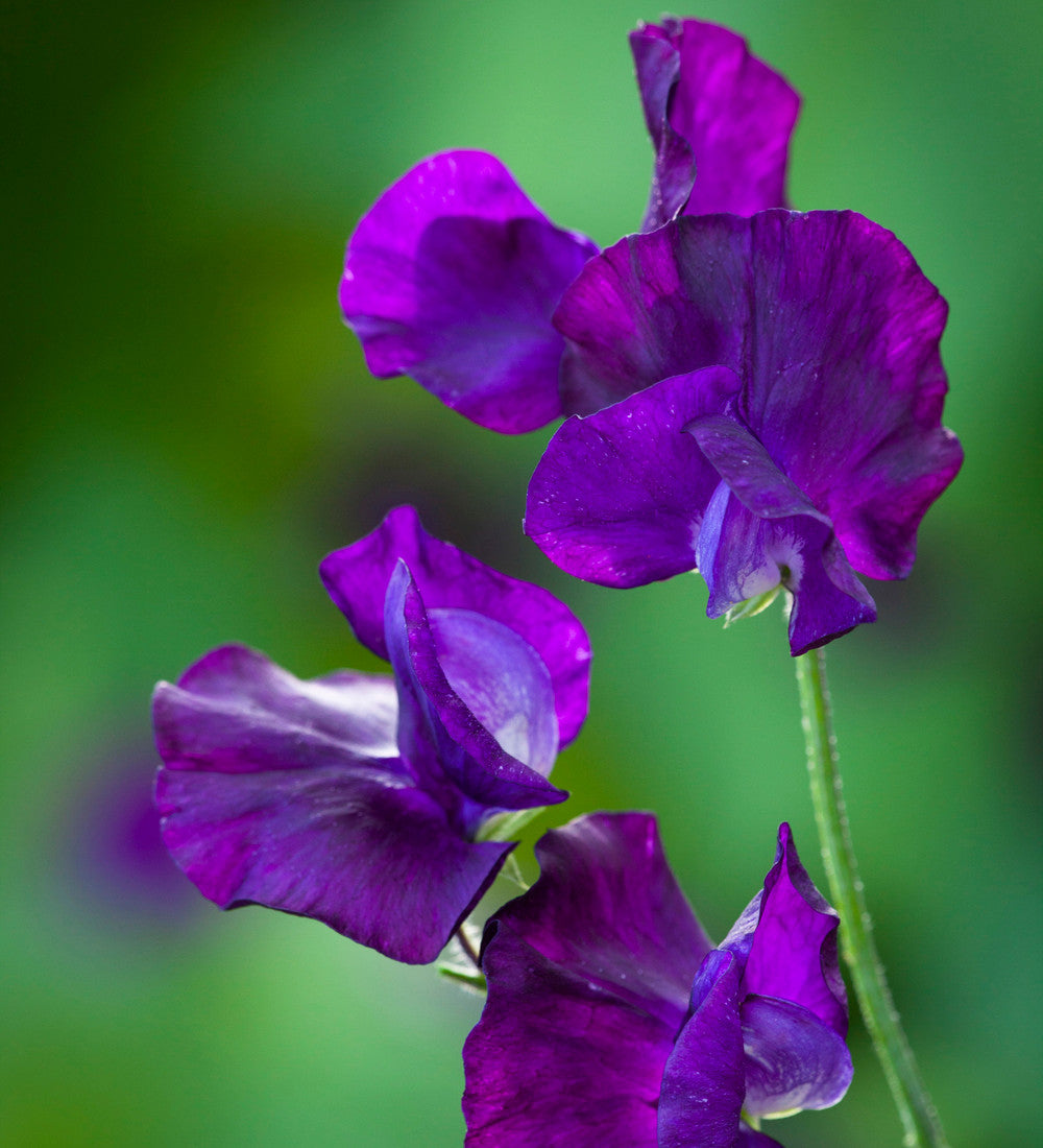 Sarah Raven Plants Ultimate Sweet Pea Samen 6 Tüten duftend