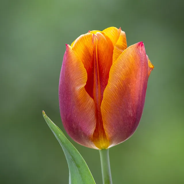 Sarah Raven Tulip Copex Cairo Tulpe 10 Zwiebeln April