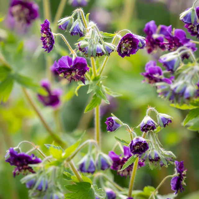 Sarah Raven Geranium phaeum Joseph Green Pflanze 3x 9cm Topf