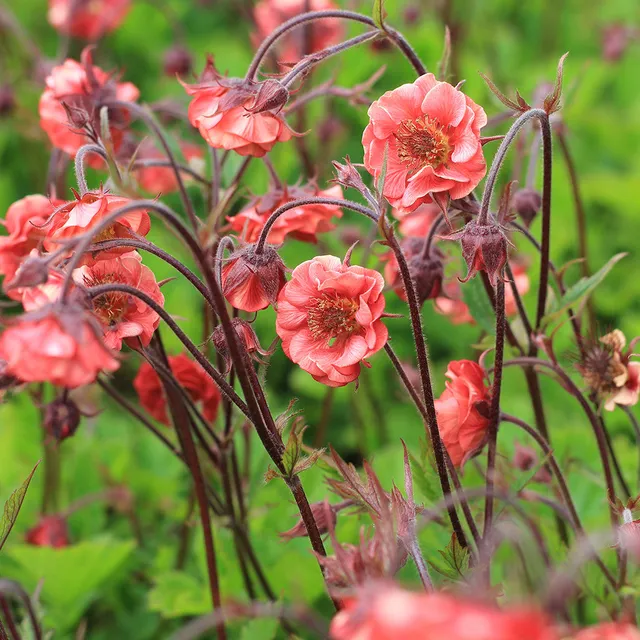 Sarah Raven Plants Geum Flames of Passion Pflanze 3x9cm orange-rot