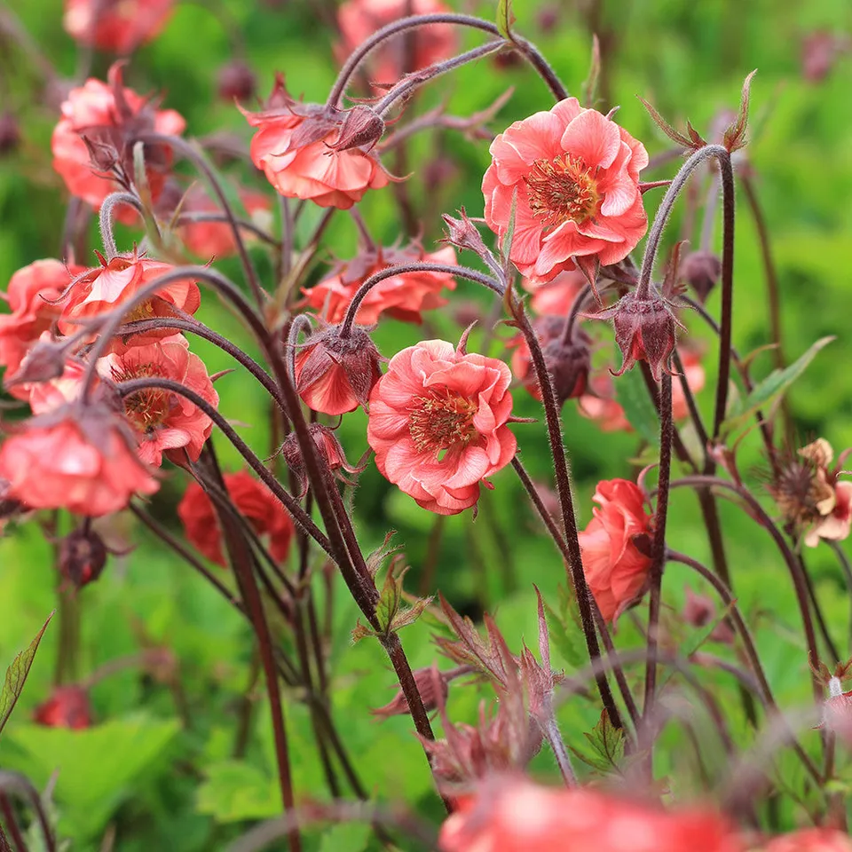 Sarah Raven Plants Geum Flames of Passion Pflanze 3x9cm orange-rot