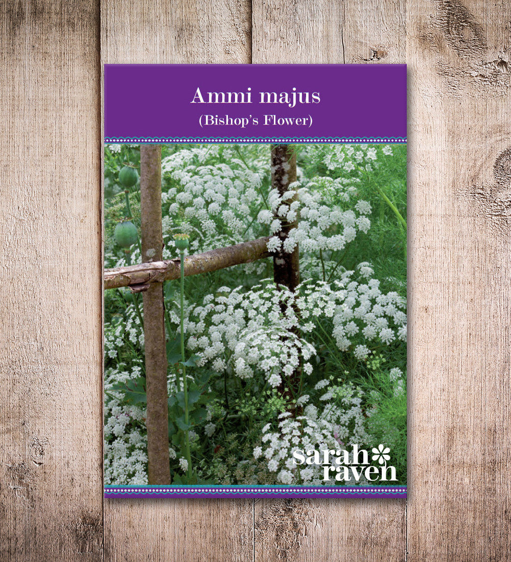 Sarah Raven Ammi majus Blumensamen 500 Samen weiß