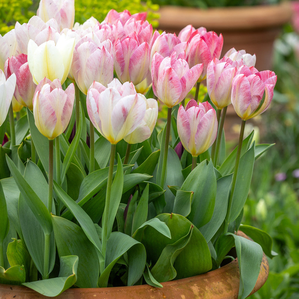 Sarah Raven Bulbs Tulpe Flaming Purissima Blumenzwiebel 10 Zwiebeln