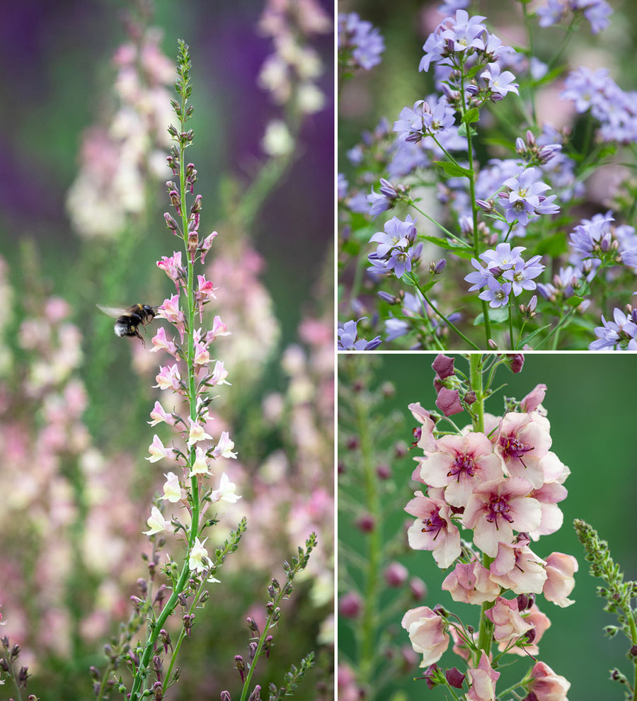 Sarah Raven Plants Soft Border Collection Beet 18x9cm Topf
