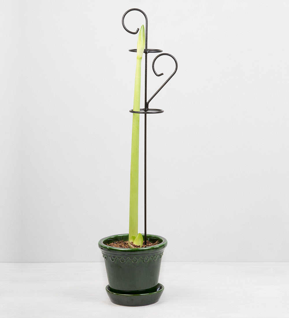 Sarah Raven Amaryllis Rankhilfe Pflanzenstütze 60 cm